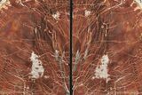 Tall, Arizona Petrified Wood Bookends - Red, Orange & Yellow #231792-2